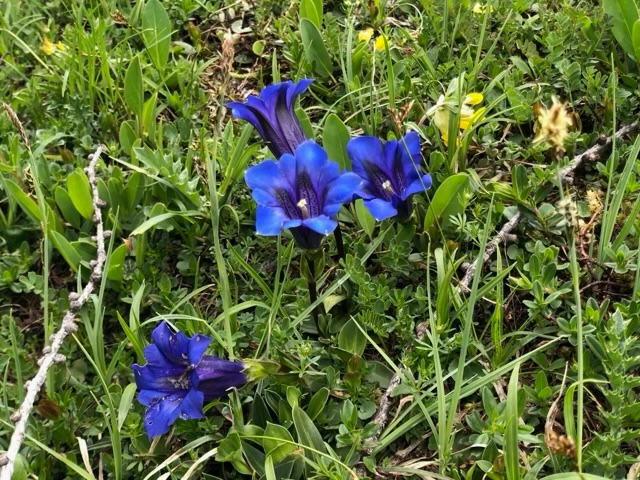 Deep-blue gentians open in the alpine grass